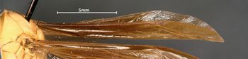 Media type: image;   Entomology 33161 Aspect: Wing front